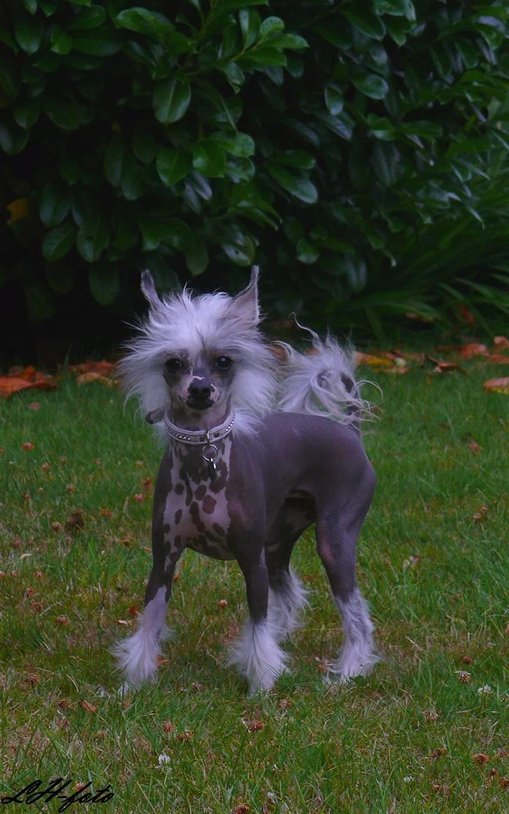 Chinese crested hårløs Caprioso Miao-ki  (Mia) - Ude i haven XD billede 8