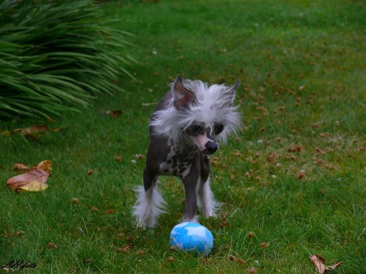 Chinese crested hårløs Caprioso Miao-ki  (Mia) billede 9