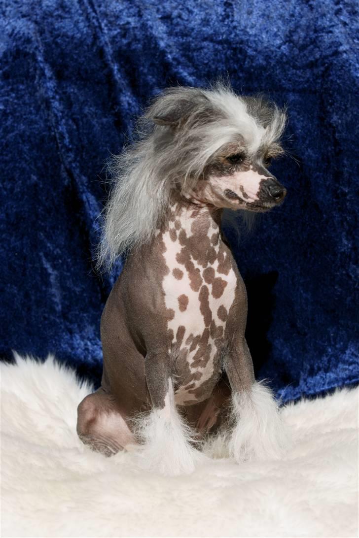 Chinese crested hårløs Caprioso Miao-ki  (Mia) billede 10