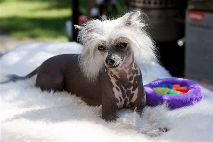 Chinese crested hårløs Caprioso Miao-ki  (Mia) billede 11