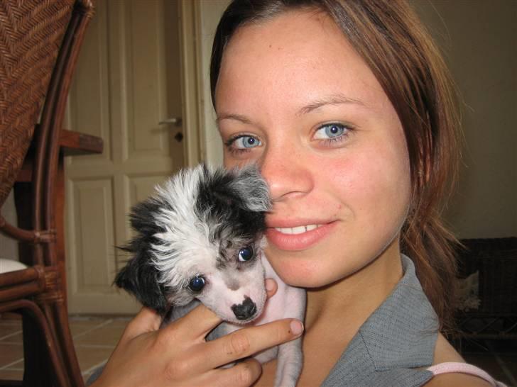 Chinese crested hårløs Caprioso Miao-ki  (Mia) billede 12