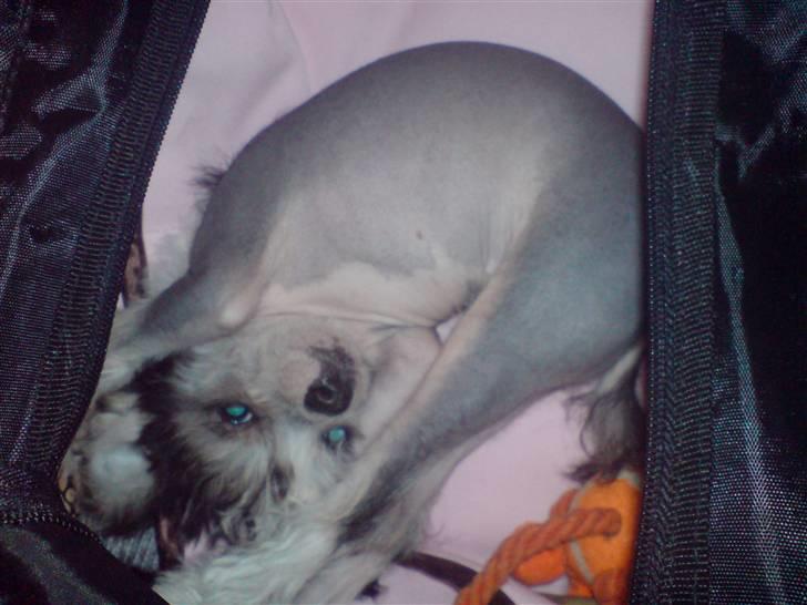 Chinese crested hårløs Caprioso Miao-ki  (Mia) - 11 uger billede 13