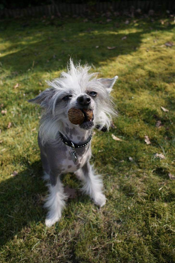 Chinese crested hårløs Caprioso Miao-ki  (Mia) - Skøre hund billede 14