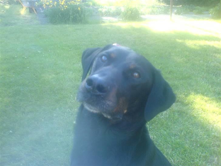 Blanding af racer Tyson (min søster's hund) billede 1