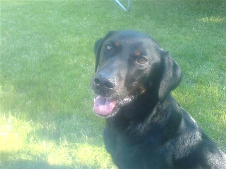 Blanding af racer Tyson (min søster's hund) billede 2