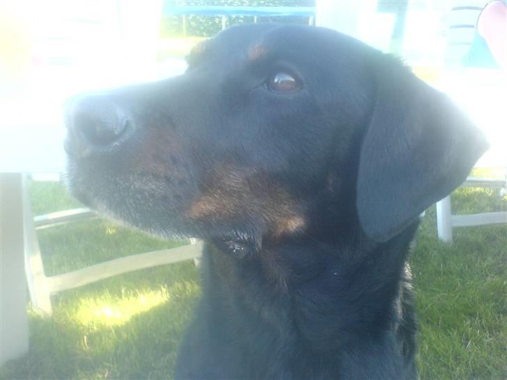 Blanding af racer Tyson (min søster's hund) billede 4