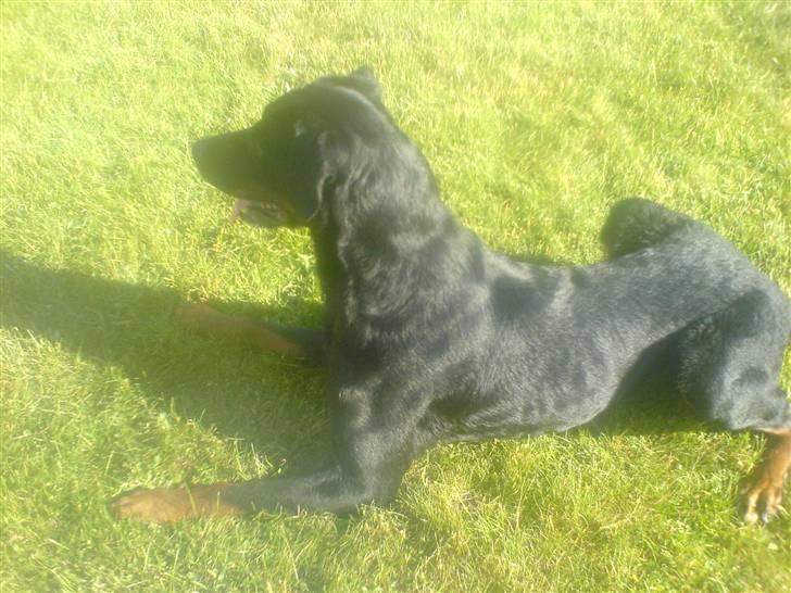 Blanding af racer Tyson (min søster's hund) billede 5