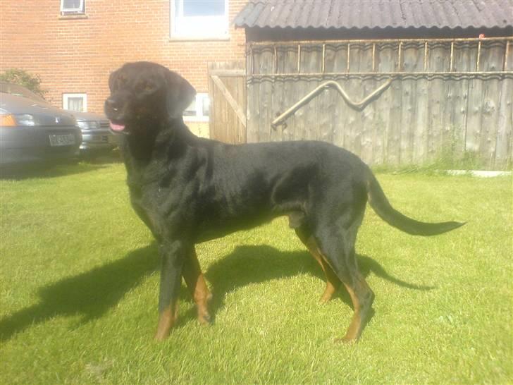 Blanding af racer Tyson (min søster's hund) billede 6