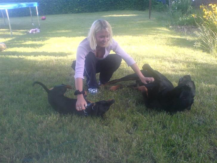 Blanding af racer Tyson (min søster's hund) billede 7