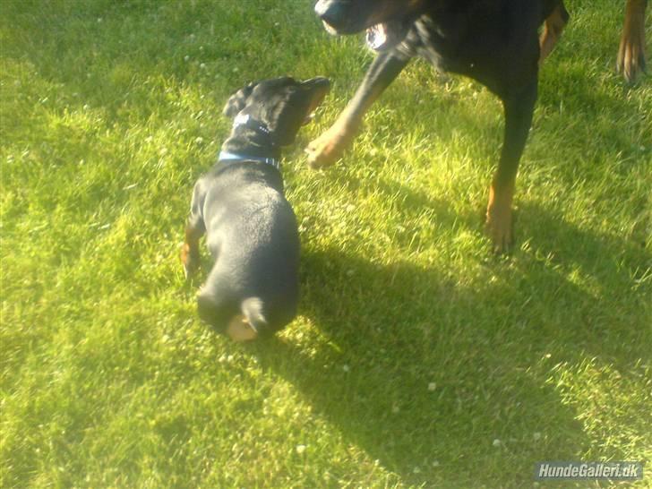 Blanding af racer Tyson (min søster's hund) billede 10