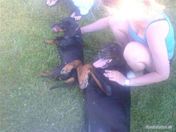 Blanding af racer Tyson (min søster's hund) billede 13