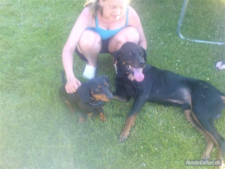 Blanding af racer Tyson (min søster's hund) billede 14