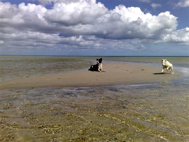 Border collie RHLP1 Asasara Du Er Salsa - Salsa & Q......juni 2008 billede 15