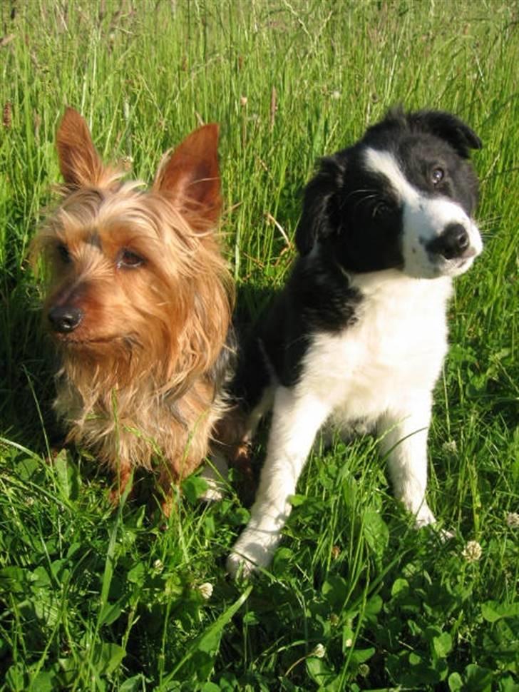 Border collie RHLP1 Asasara Du Er Salsa - Barney & Salsa i det grønne....juni 2007 billede 16