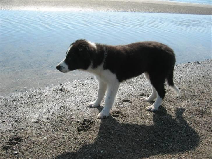 Border collie RHLP1 Asasara Du Er Salsa - Hvad er det i det fjerne........ billede 17