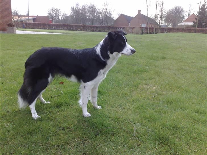 Border collie RHLP1 Asasara Du Er Salsa - Salsa 1 år..... billede 18