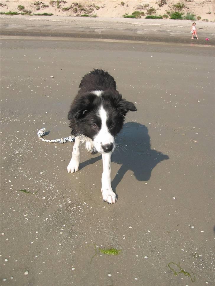 Border collie RHLP1 Asasara Du Er Salsa - Jeg er klar.... billede 19