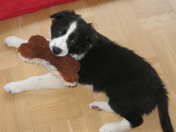 Border collie RHLP1 Asasara Du Er Salsa - Salsa 9 uger med sit elskede kødben.... billede 20