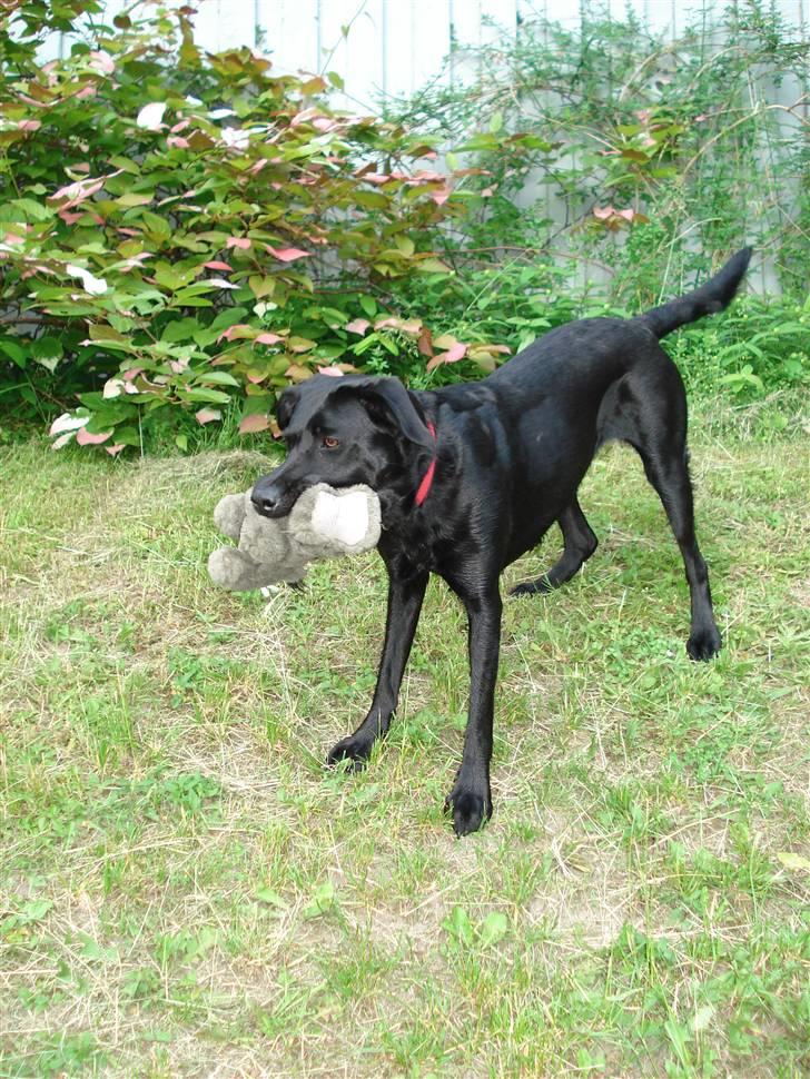 Labrador retriever Jægerlunden's Cheetah - Cheetah leger på vores lille bakke med en bamse i munden :D billede 17