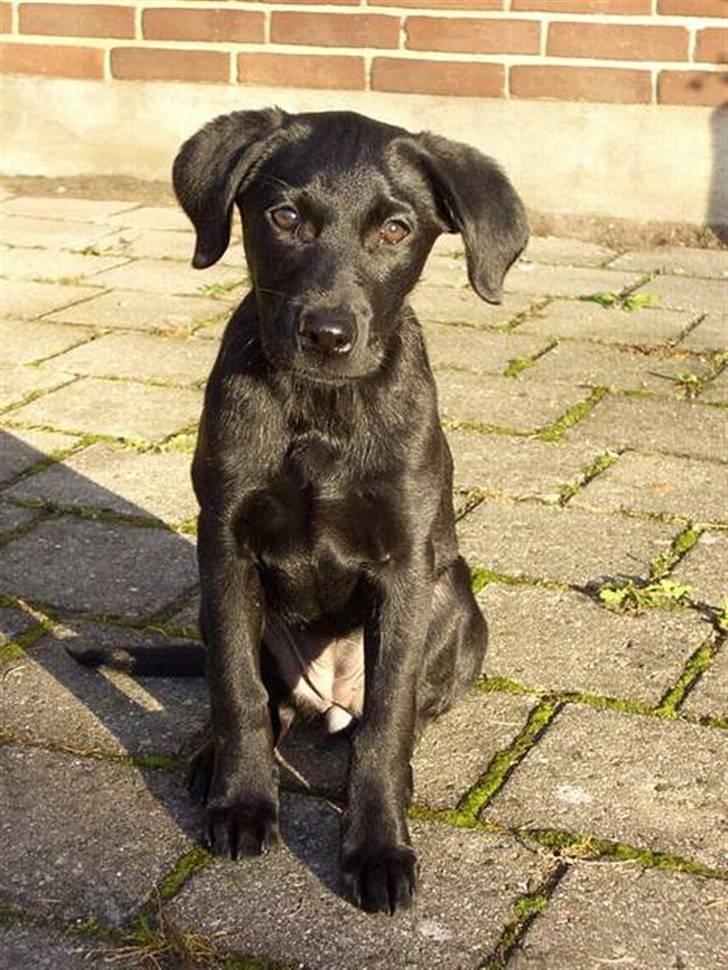 Labrador retriever Jægerlunden's Cheetah - Cheetah på vores terasse :D billede 18