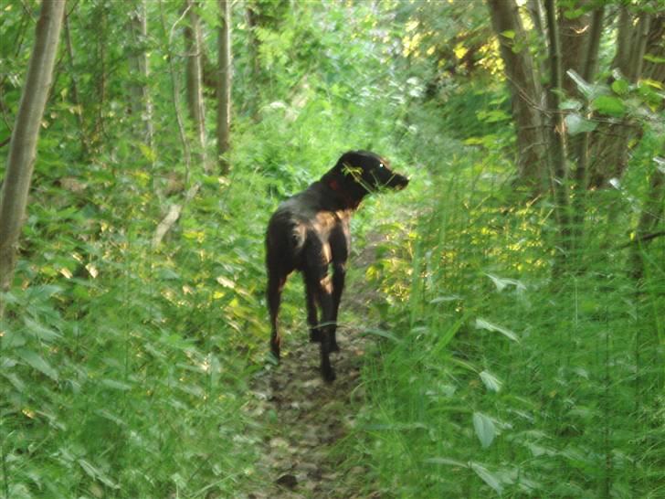 Labrador retriever Jægerlunden's Cheetah - Cheetah er på vej ned for at bade :D billede 19