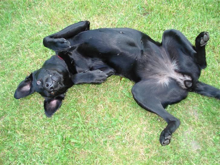 Labrador retriever Jægerlunden's Cheetah - Skal vi lege (: ? billede 20