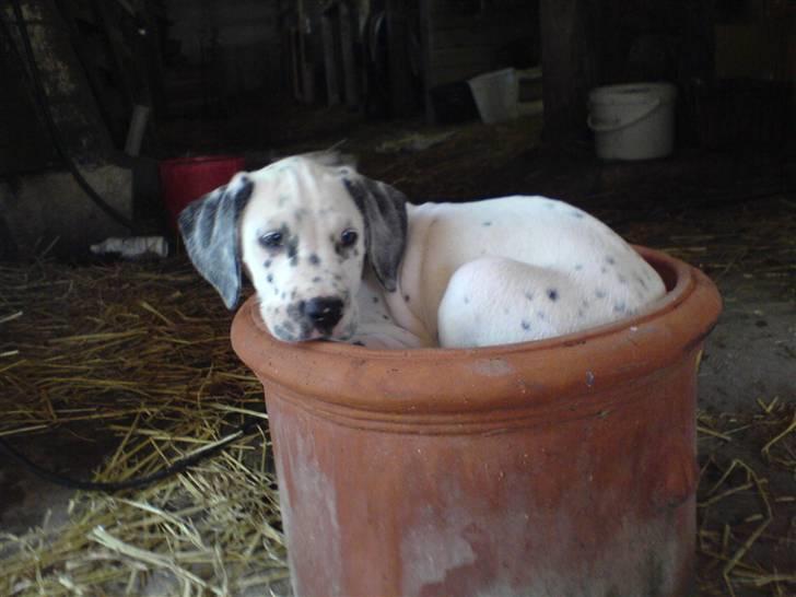 Blanding af racer Millalik nanok  - se mit lille aggehoved :) billede 1