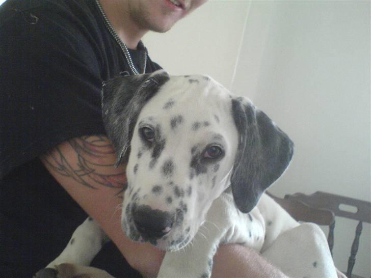 Blanding af racer Millalik nanok  - ZzZzZ  billede 2