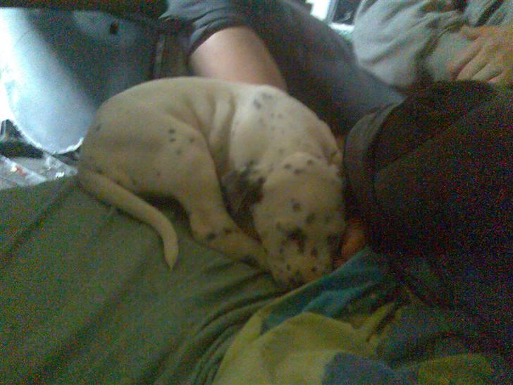 Blanding af racer Millalik nanok  - ZzZzZz igen :)  billede 3