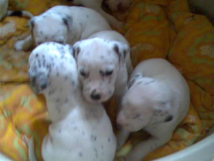 Blanding af racer Millalik nanok  - Mig og mine søskende :) billede 4