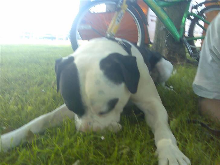 Amerikansk bulldog ballou - grynt grynt :) der lugter af hestemøj her :) billede 19