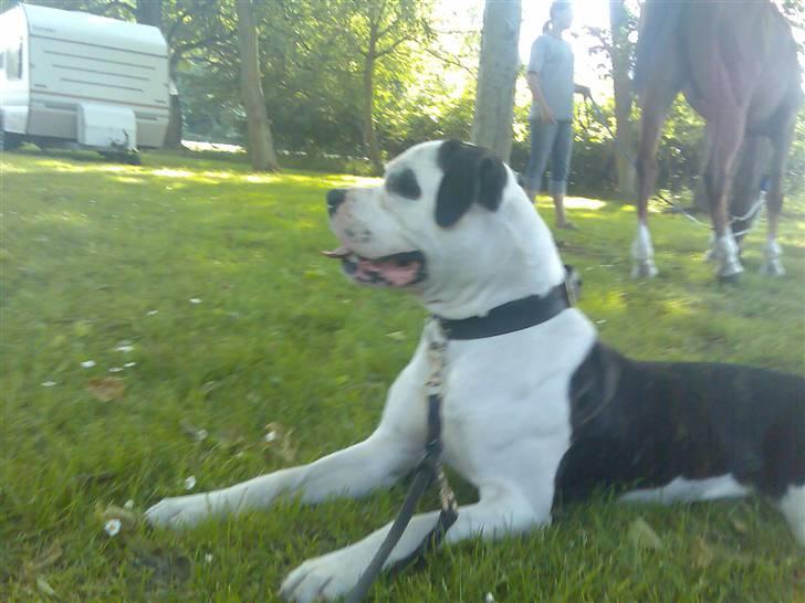 Amerikansk bulldog ballou - er jeg ikk bare smuk ;) billede 20