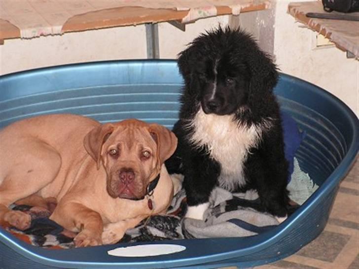 Newfoundlænder Troja billede 6