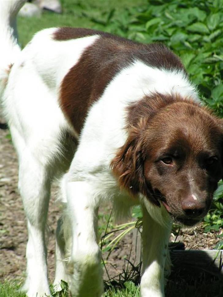 Kleiner münsterländer Basso billede 8