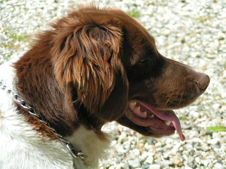 Kleiner münsterländer Basso billede 9