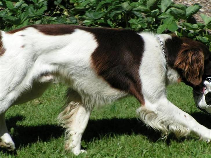 Kleiner münsterländer Basso billede 10