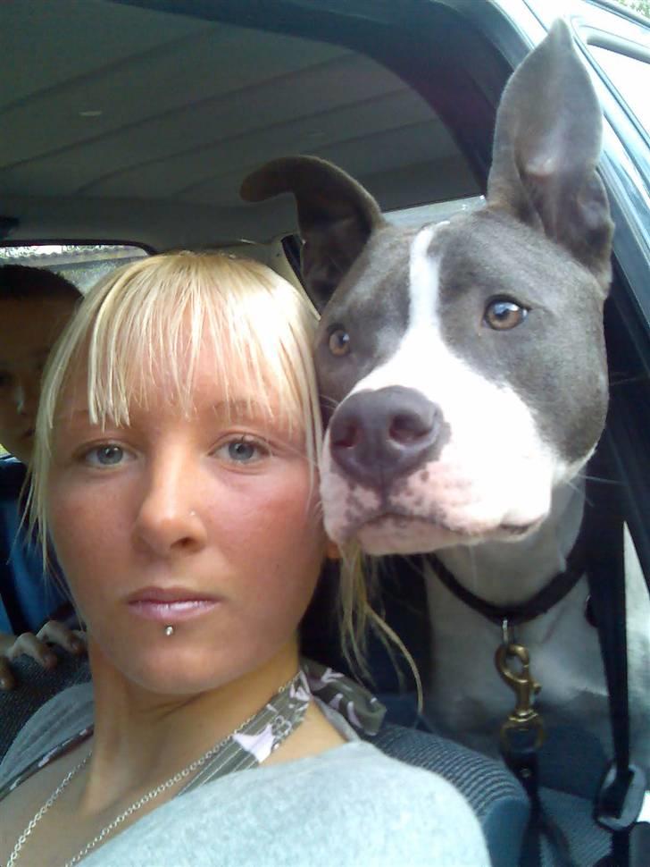 Amerikansk staffordshire terrier Kenzo (har fået nyt hjem) - mig og kenzo ude og kører bil.. billede 1