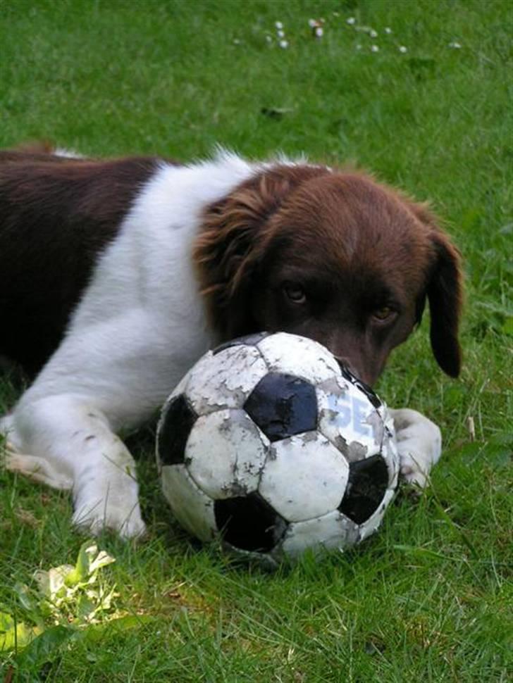 Kleiner münsterländer Basso billede 11