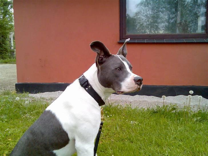 Amerikansk staffordshire terrier Kenzo (har fået nyt hjem) - der sidder han lige og sondere terænnet.. billede 2