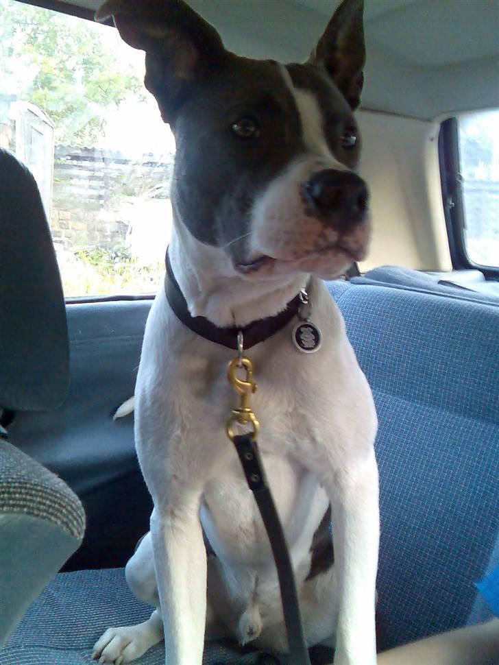 Amerikansk staffordshire terrier Kenzo (har fået nyt hjem) billede 3