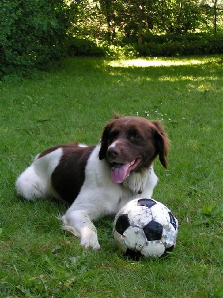 Kleiner münsterländer Basso billede 12