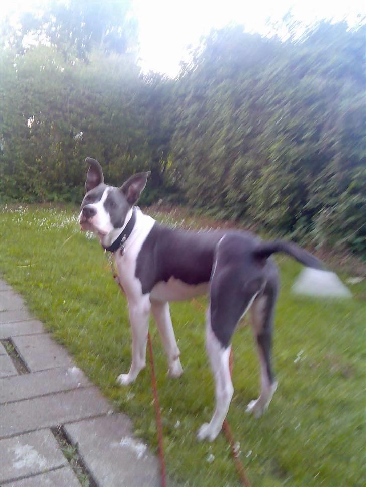 Amerikansk staffordshire terrier Kenzo (har fået nyt hjem) billede 4