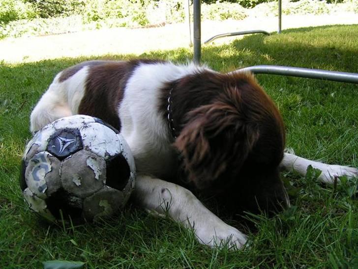 Kleiner münsterländer Basso billede 13