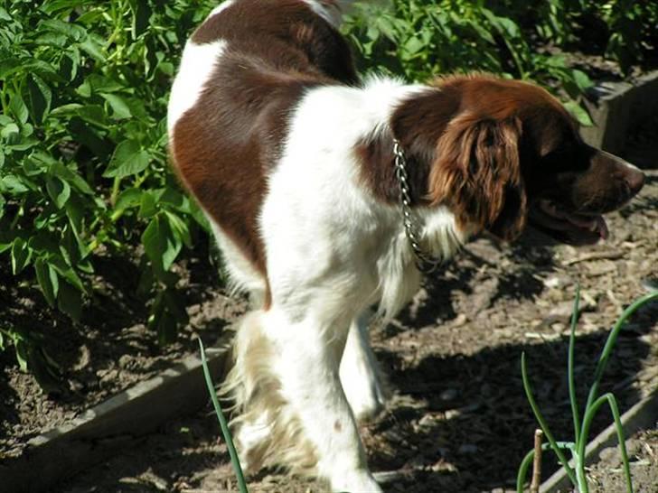 Kleiner münsterländer Basso billede 14