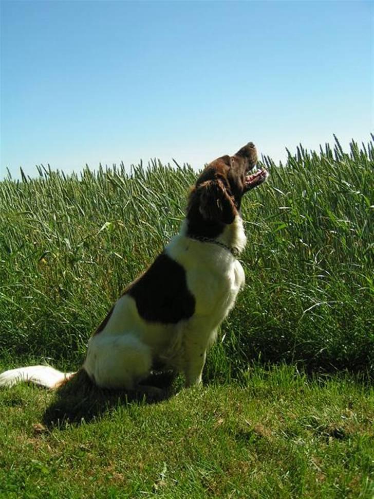 Kleiner münsterländer Basso billede 15