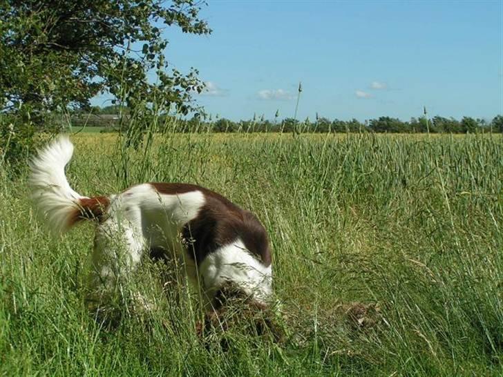 Kleiner münsterländer Basso billede 16