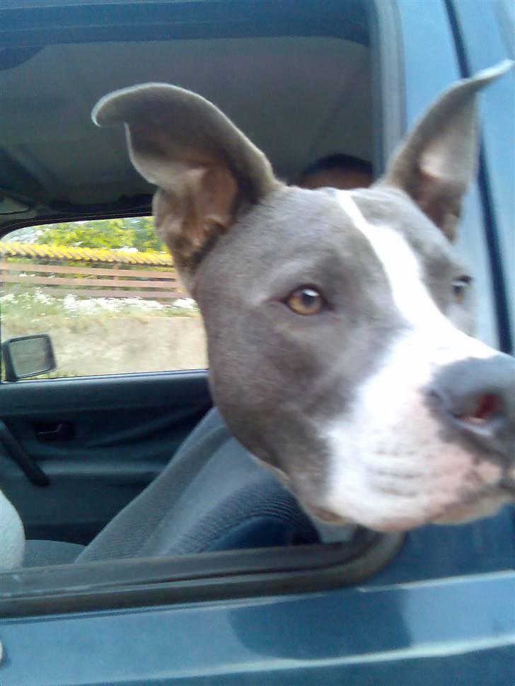 Amerikansk staffordshire terrier Kenzo (har fået nyt hjem) billede 6