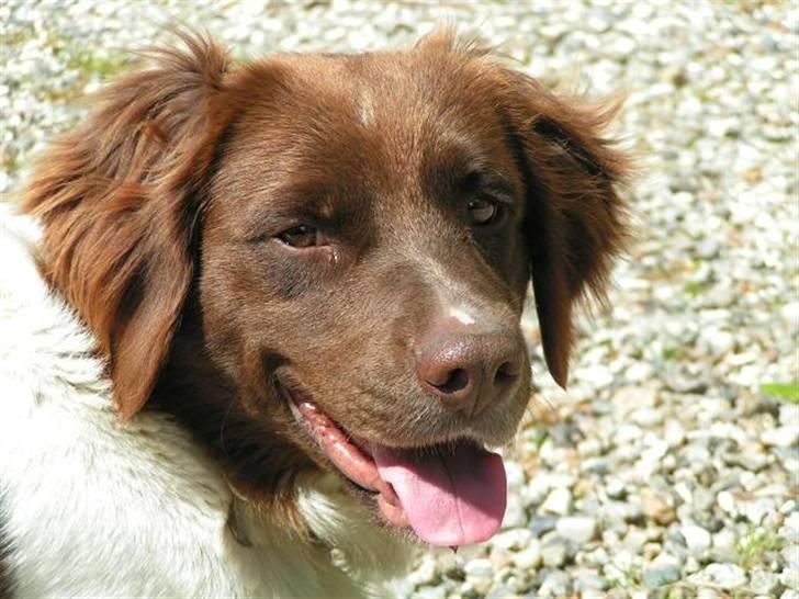 Kleiner münsterländer Basso billede 17