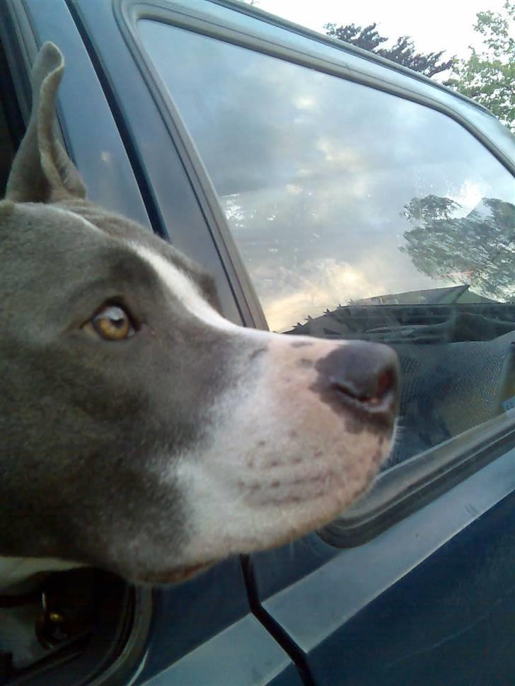 Amerikansk staffordshire terrier Kenzo (har fået nyt hjem) billede 7