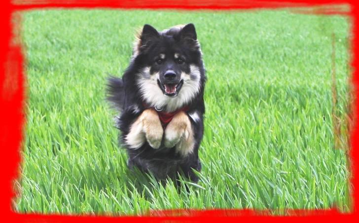 Finsk lapphund ~ Mols Bjerges Zola ~ - Velkommen til min profil :) billede 1